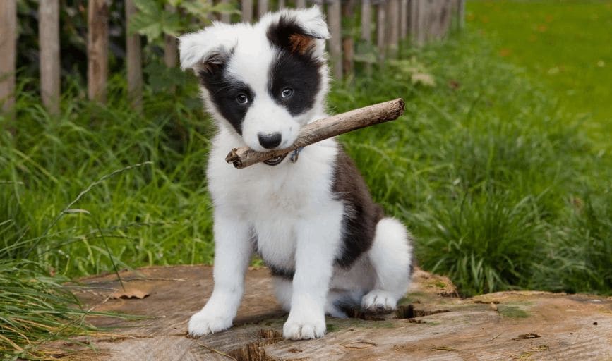 Puppy Adoption